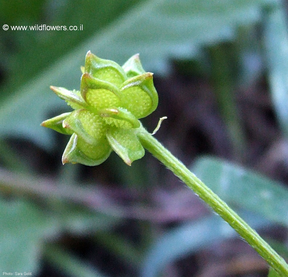 Ranunculus marginatus